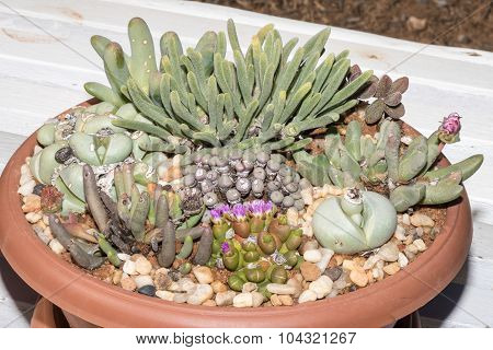 Display Of Endemic Succulents