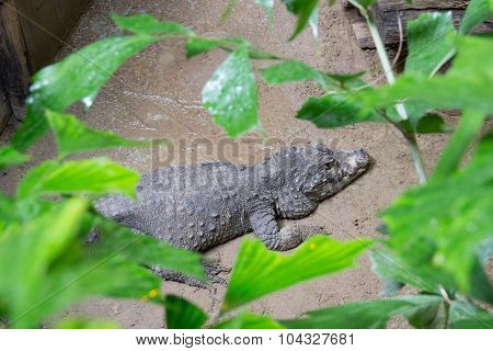 Hungry, Angry Crocodile