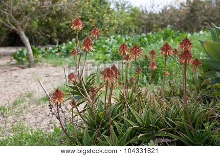Aloe Arborescens Or Aloe Flowers From Above