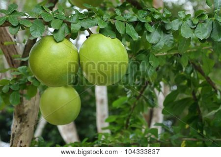 Green Calabash Tree, Wild Crescentia