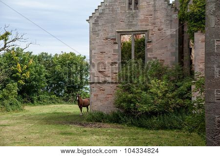 Seacliff House Hidden In The Woods Where Nature Is Slowly Reclaiming. ..building Built In 1841 And E