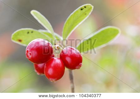 Closeup Of A Branch Of Lingon Berriy
