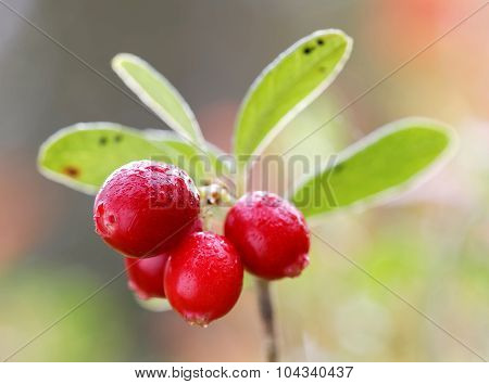 Closeup Of A Branch Of Lingon Berriy
