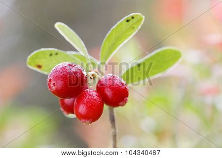 Closeup Of A Branch Of Lingon Berriy