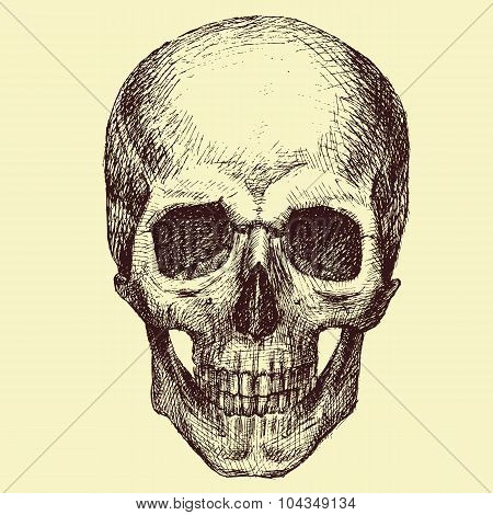 Vector Skull