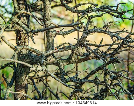 tree branch