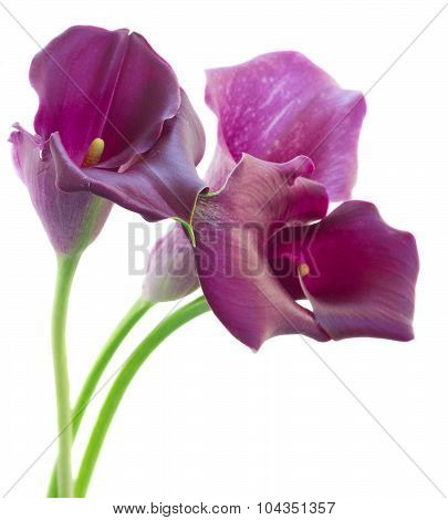 Calla lilly