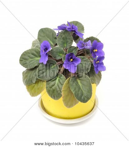 Bellissimo fiore viola in vaso