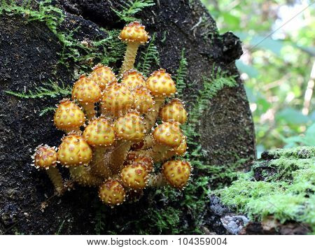 Scaly Pholiota - Pholiota squarrosa