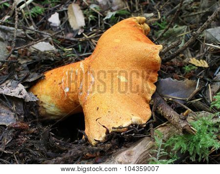 Lobster Mushroom - Hypomyces lactifluorum
