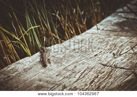 The lizard climbed on a wooden bench