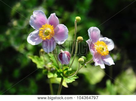 Japanese Anemone (anemone Hupehensis)