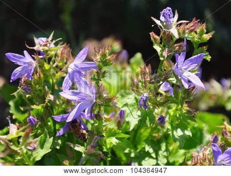Serbian Bellflower (campanula Poscharskyana)