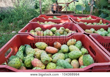 Harvest time