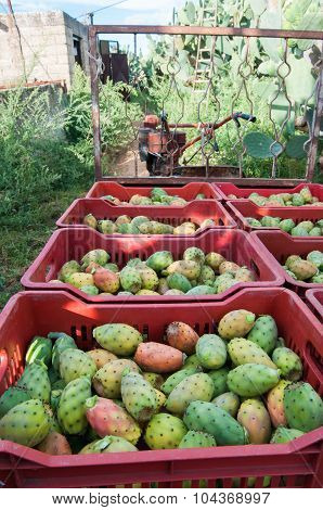 Harvest time