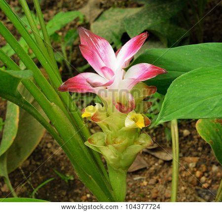 Flower of Curcuma zanthorrhiza in nature, photography