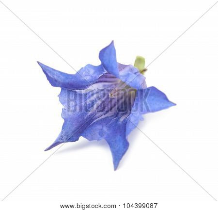 Gentian