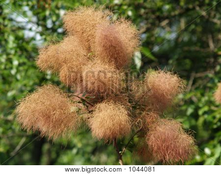 Puffy_Plant