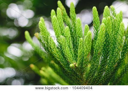 Nolfolk Island Pine