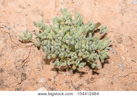 Mesembryanthemum