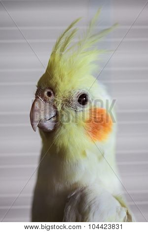 Cockatiel (nymphicus Hollandicus)