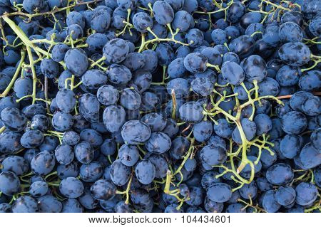 Many Bunches Of Blue Grapes