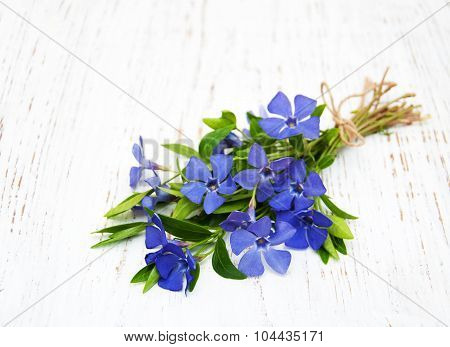 Perwinkle