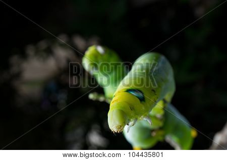 Green Butterfly Worm