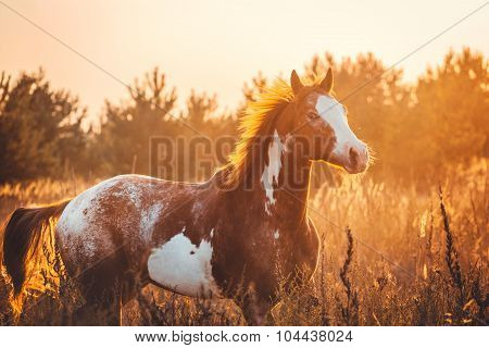 Horse