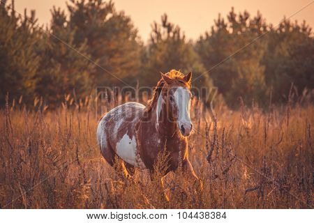 Horse
