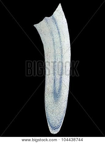 Corn Root Tip Micrograph