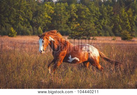 Horse