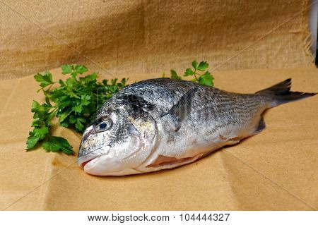 Large Fish Sea Bream Orata Gutted