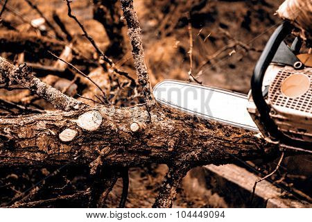 Man Sawing A Log In His Back Yard