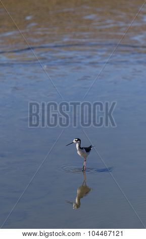 Black-necked stilt, Himantopus mexicanus