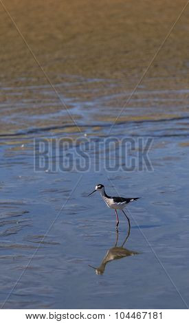 Black-necked stilt, Himantopus mexicanus