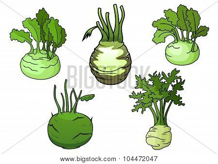 Fresh isolated kohlrabi cabbage vegetables