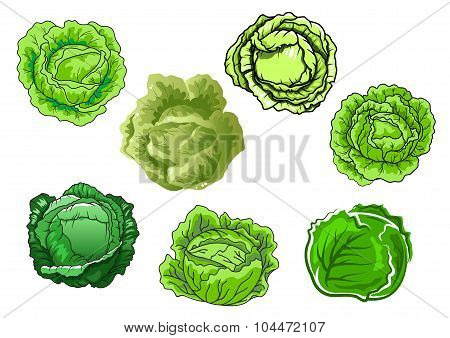 Fresh isolated green cabbage vegetables