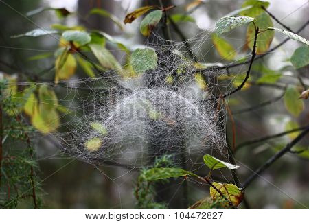 Web in the form of a dome.