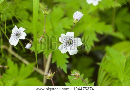 White Flowers In The Meadow