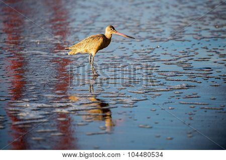Marbled Godwit adult standing in San Francisco Bay with reflections of the Golden Gate Bridge. Baker Beach, San Francisco, California, USA.
