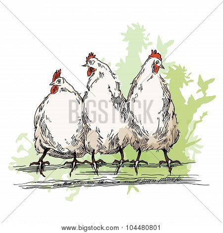 Chiken sketches.
