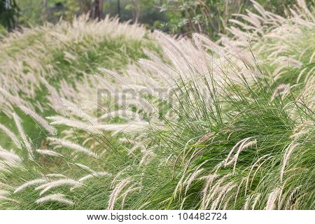 Imperata Cylindrica Beauv Of Feather Grass In Garden