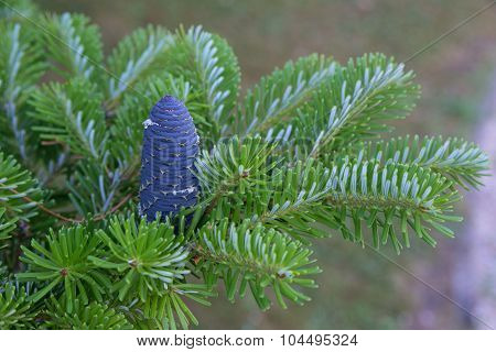 Korean Fir Cone