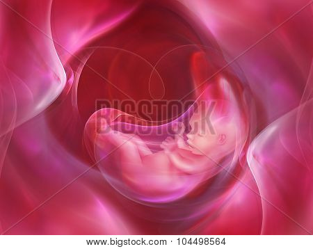 Embryo