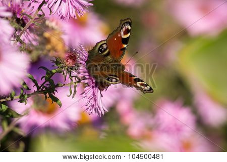 European Peacock butterfly