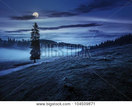 Fir Tree In Fog By The Road  In Mountains At Night