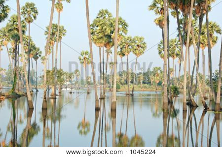 น้ำท่วม Sugarpalm