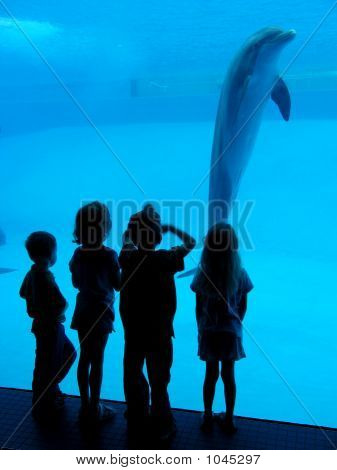 Děti a Dolphin