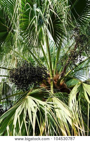 Betel Palm